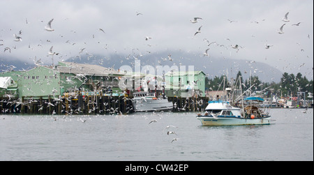 Seagulls flying over a fishing boat in the sea, Petersburg, Alaska, USA Stock Photo