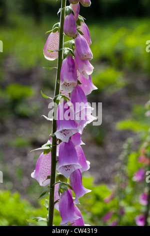 Foxgloves (Digitalis purpurea). Section of stem with flowers. Twenty to eighty flowers may be found on one stem. Calthorpe Broad Stock Photo