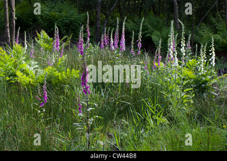 Damp Woodland. Succession Birch (Betula pubiscens), Ferns (Dryoptera), Osmunda regalis), foreground Foxglove Digitalis purpurea. Stock Photo