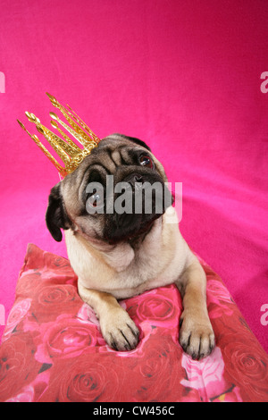 Pug with crown lying on a cushion with rose print Stock Photo