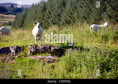 Sheep on Galloway Farm in Scotland Stock Photo