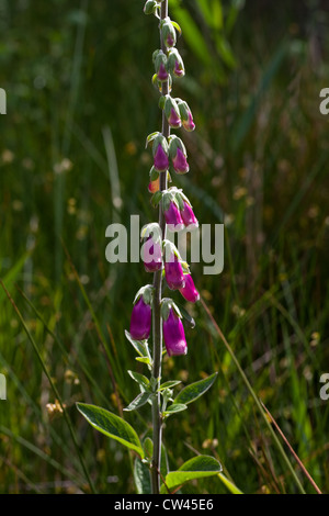 Foxgloves (Digitalis purpurea). Stems with flowers about to open. Twenty to eighty flowers may be found on one stem. Stock Photo