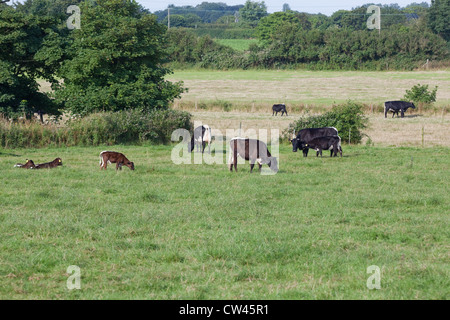 Gloucester Cattle. Cows with calves on pasture. (Bos taurus). Rare breed. Here at Cart Gap, North Norfolk. Stock Photo