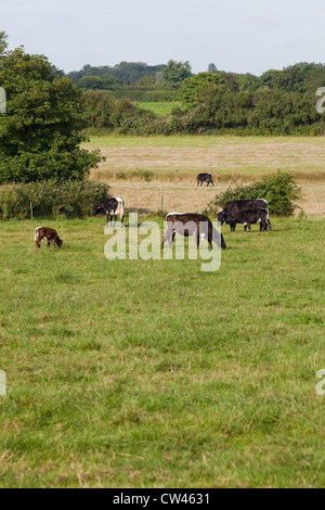 Gloucester Cattle. Cows with calves on pasture. (Bos taurus). Rare breed. Here at Cart Gap, North Norfolk. Stock Photo