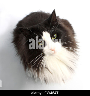 Norwegian Forest Cat. Black-and-white adult indivual sitting, while looking up into the camera. Studio picture against a white b Stock Photo