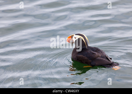 Tufted Puffin in Water Stock Photo