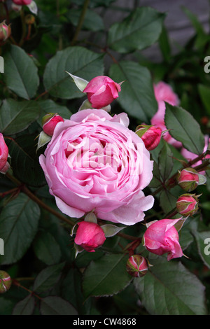 ROSA GEOFF HAMILTON . PINK ROSE. Stock Photo