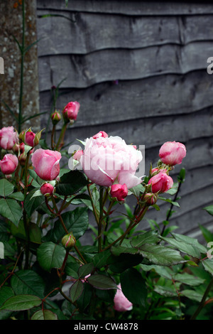 ROSA GEOFF HAMILTON . PINK ROSE. Stock Photo