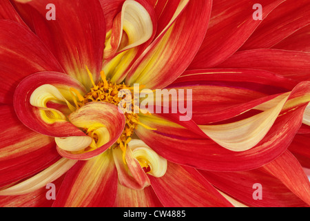 Dalhia flower, Close-up Stock Photo