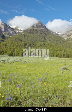 Purple lupine and mountains in Centennial Valley near Lakeview, MT Stock Photo