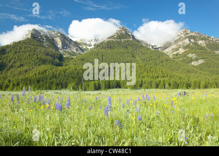 Purple lupine and mountains in Centennial Valley near Lakeview, MT Stock Photo