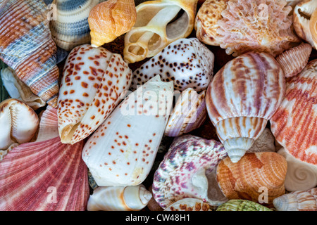 Close-up of assorted seashells Stock Photo