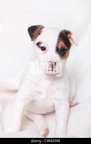 Studio shot of Jack Russel Terrier Puppy Stock Photo