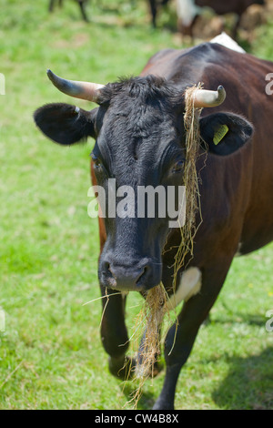 Gloucester Cattle (Bos taurus). Cow with hay hanging from from horn and mouth. Stock Photo