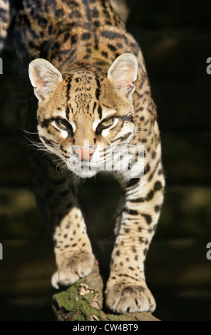 Ocelot, Leopardus pardalis, Felidae. Also Known as the Dwarf Leopard. Stock Photo
