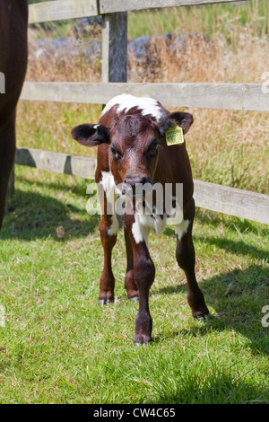 Gloucester Cattle (Bos taurus). Calf. Stock Photo