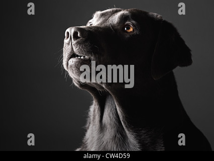 Low Key Shot of a Labrador Stock Photo