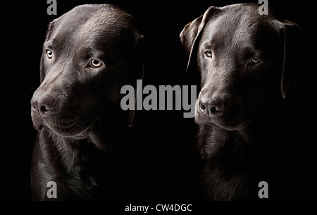 Low Key Shot of Two handsome chocolate labradors Stock Photo