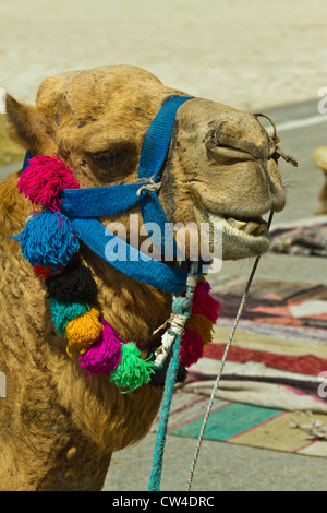 Closeup of a camel face at the tourist welcome center at the Tunisian Port of La Goulette, North Africa. Stock Photo