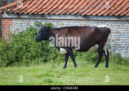 Gloucester Cow (Bos taurus). Rare breed. Here at Cart Gap, North Norfolk. Stock Photo