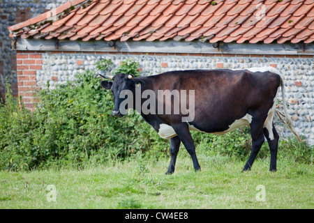 Gloucester Cattle (Bos taurus). Cow. Rare dairy breed. Stock Photo
