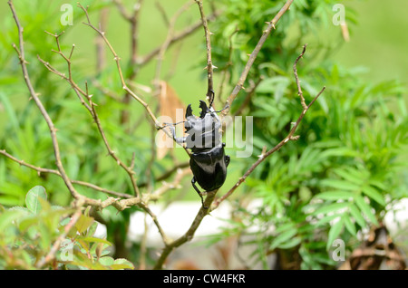 beautiful male Odontolabis siva beetle in Thai forest Stock Photo