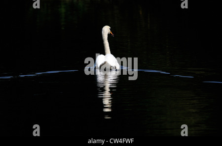 Adult Mute swan swimming on a lake with a black background with reflection Stock Photo