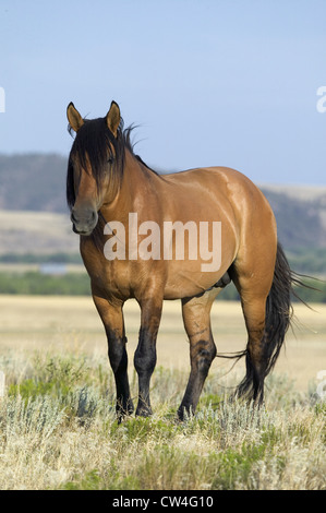 Horse known as Casanova one wild horses Black Hills Wild Horse Sanctuary home to America's largest wild horse herd Hot Springs Stock Photo