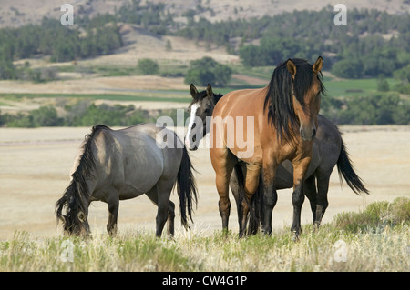 Horse known as Casanova one wild horses Black Hills Wild Horse Sanctuary home to America's largest wild horse herd Hot Springs Stock Photo