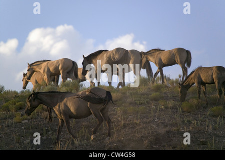 Wild horses walking on hillside sunset Black Hills Wild Horse Sanctuary home to America's largest wild horse herd Hot Springs Stock Photo