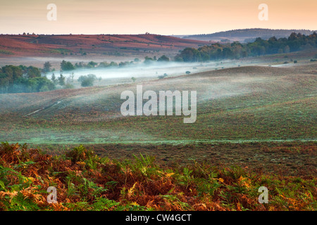 An early morning view of Rockford Common, in the New Forest National Park, in autumn with mist Stock Photo