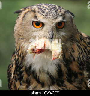 Lingfield, Surrey, England. Eagle Owl (Bubo bubo) with dead chick at the British Wildlife Centre. Stock Photo