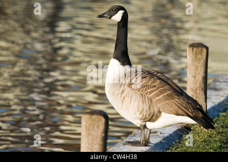 Canada Goose Branta canadensis. December. Winter frost. Coltishall Common, River Bure, Norfolk Broads. Stock Photo