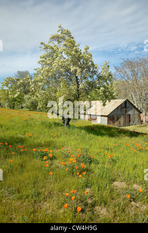 Old barn next to a colorful bouquet of spring flowers and California Poppies  near Lake Hughes, CA Stock Photo