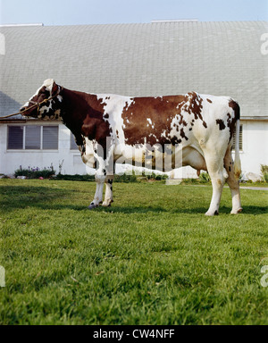 AYRSHIRE COW / PENNSYLVANIA Stock Photo