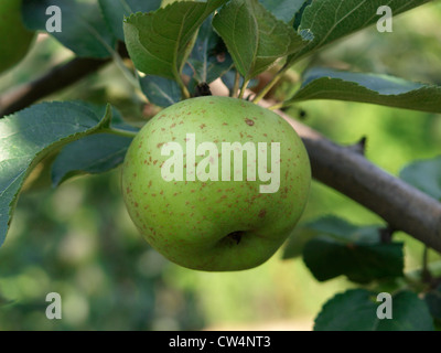 Unripe green apple on a tree Stock Photo