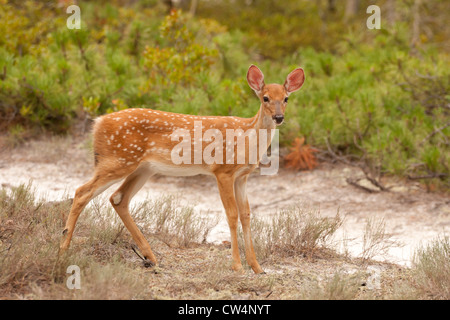 White tailed deer fawn - Odocoileus virginianus Stock Photo