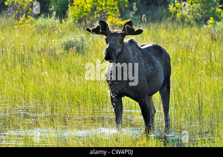 A bull moose standing in a water filled meadow Stock Photo