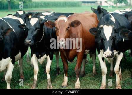 RED AND WHITE HOLSTEIN COW / PENNSYLVANIA Stock Photo