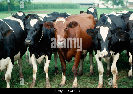 RED AND WHITE HOLSTEIN COW / PENNSYLVANIA Stock Photo