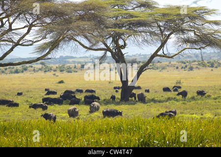 Black rhino, Cape Buffalo and wild animals grazing under Acacia tree in Lewa Conservancy, Kenya Africa Stock Photo