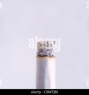 The burning end of a cigarette Stock Photo: 4563358 - Alamy