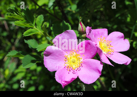 Alberta Pink Wild Rose Stock Photo