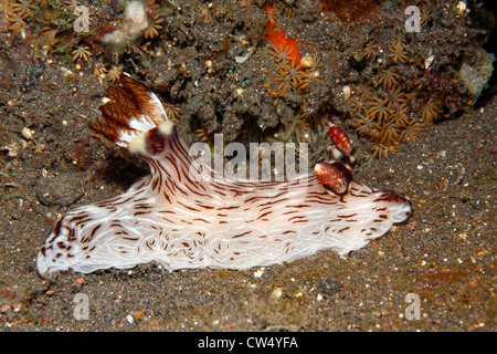 A Red Lined Jorunna nudibranch Jorunna rubescens. Tulamben, Bali, Indonesia. Bali Sea, Indian Ocean Stock Photo