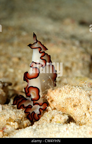 A marine flatworm, Maiazoon orsaki. This animal is sitting up. Stock Photo