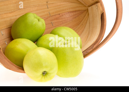 Green apples spilling out from a traditional fruit pickers wooden trug basket - studio shot on a white background Stock Photo