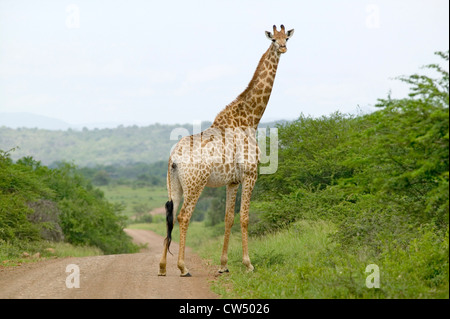 Giraffe on dusty road looking into camera in Umfolozi Game Reserve, South Africa, established in 1897 Stock Photo