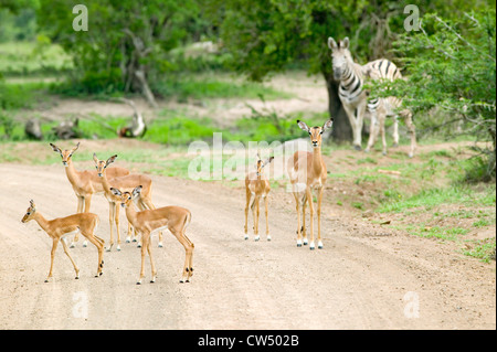 Impala and Zebra on dusty road in Umfolozi Game Reserve, South Africa, established in 1897 Stock Photo