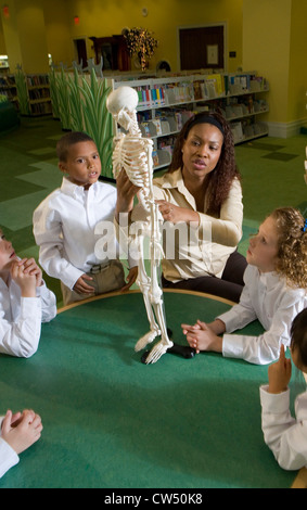 Teacher showing a model skeleton to students in the library Stock Photo