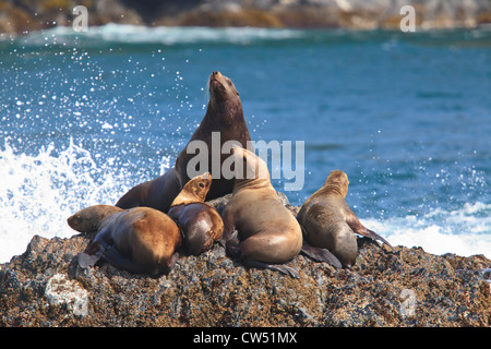 Steller Sea lions (Eumetopias jubatus) resting on a coast, Inside Passage, Icy Strait, Alaska, USA Stock Photo
